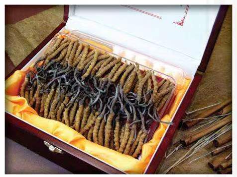 番禺冬虫夏草回收